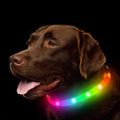 Luminous Pet Safety Collar